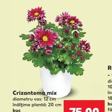 Хризантема мікс