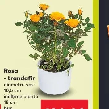 Rosa - троянда