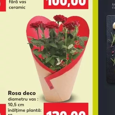 Rosa deco