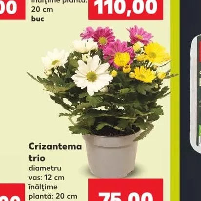 Хризантема тріо