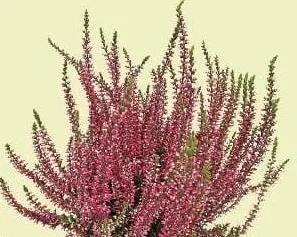 Calluna twins, diametru vas 12 cm, înălțime plantă 20 cm, buc