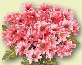 Buchet crizanteme colorate, 3 fire, înălțime plantă 50 cm, buc