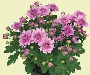 Crizantema, diametru vas 14 cm, înălțime plantă 22 cm, buc