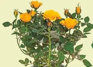 Rosa - trandafir, diametru vas 10,5 cm, înălțime plantă 18 cm, buc, fără vas ceramic