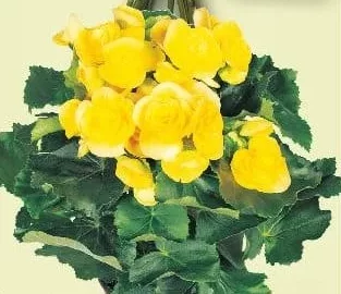 Begonia, diametru vas 12 cm, înălțime plantă 20 cm, 1 buc