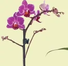 Orhidee phalaenopsis, 3 fire, diametru vas 9 cm, înălțime plantă 40 cm, buc, fără vas ceramic