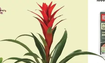 Guzmania, diametru vas 12 cm, înălțime plantă 30 cm, buc