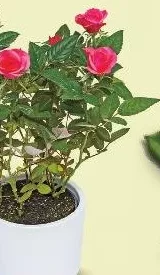 Rosa trandafir, vas Ø12 cm, plantă 20 cm, fără vas ceramic, buc.
