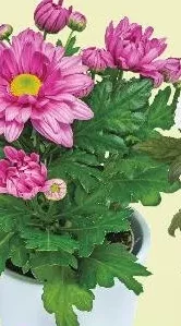 Crizantemă, vas Ø9 cm, plantă 15 cm, fără vas ceramic, buc.