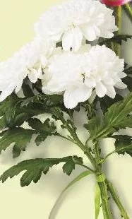 Buchet crizantemă deco, 50 cm, buc.