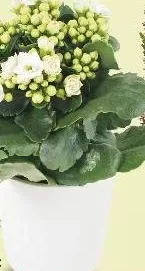 Kalanchoe, vas Ø10,5 cm, plantă 16 cm, fără vas ceramic, buc.