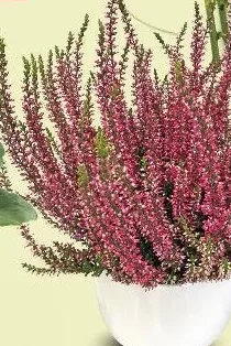 Calluna, vas Ø9 cm, plantă 18 cm, fără vas ceramic, buc.