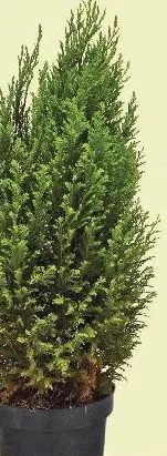 Conifere, ghiveci Ø13 cm, plantă 15–20 cm, buc.