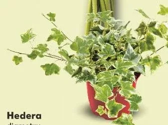 Плющ Hedera, горщик Ø9 см, висота 10 см, шт.