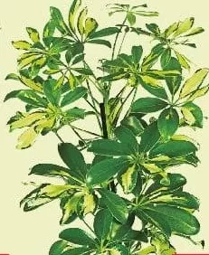 Шефлера, горщик Ø13 см, висота 25 см, шт.