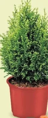 Хвойные микс, горшок Ø9 см, высота 15–20 см, шт.