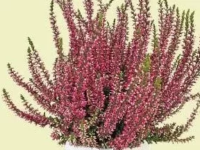 Вереск Calluna twins, горшок Ø12 см, высота 20 см; без керамического кашпо, шт.