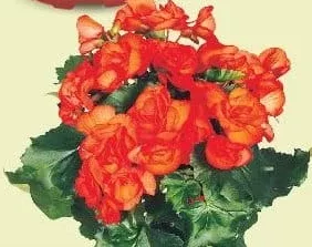 Бегония, горшок Ø9 см, высота 15 см, шт.