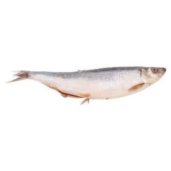 Hering eviscerat sărat Asamblor 1 kg