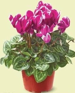 Cyclamen, diametru vas 12 cm, înălțime plantă 20 cm, fără vas ceramic