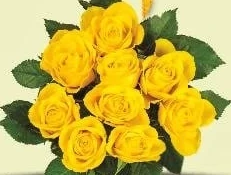 Buchet de trandafiri, 9 fire, g+p