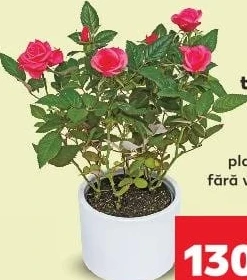 Rosa trandafir la ghiveci, diametru vas 12 cm, înălțime plantă 20 cm, fără vas ceramic
