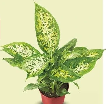 Dieffenbachia, diametru vas 12 cm, înălțime plantă 24 cm
