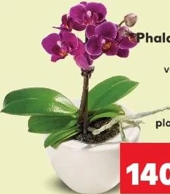 Phalaenopsis mini în vas ceramic, diametru vas 6 cm, înălțime plantă 18 cm