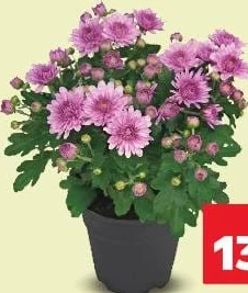 Crizantemă, diametru vas 14 cm, înălțime plantă 22 cm