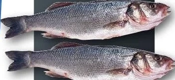 Lup de mare întreg, acvacultură, calibru 300-400, Dicentrarchus labrax