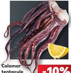Calamar tentacule, acvacultură, Illex argentinus