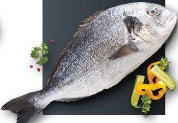 Doradă eviscerată, acvacultură, pentru grill, Sparus aurata