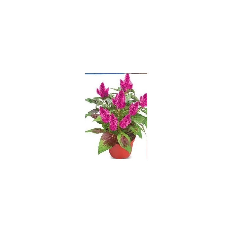 Celosia, ghiveci