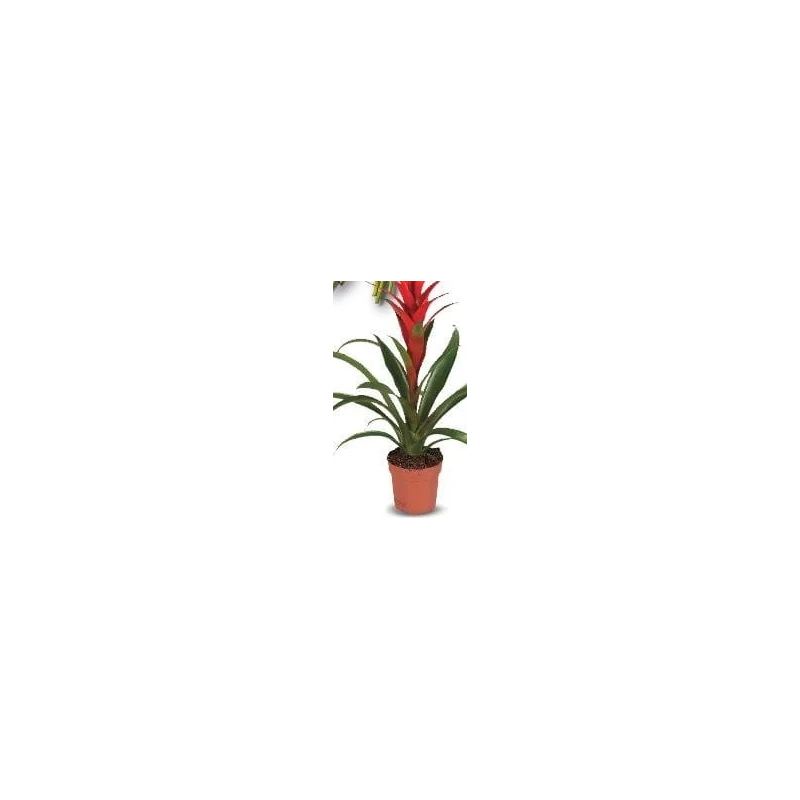 Guzmania, ghiveci