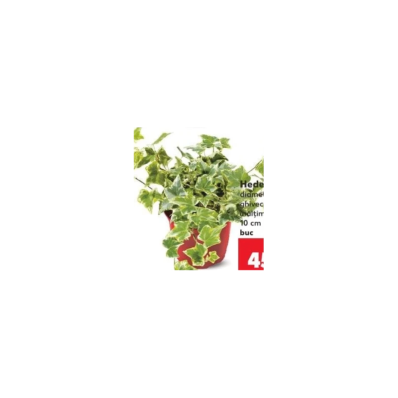 Hedera, ghiveci
