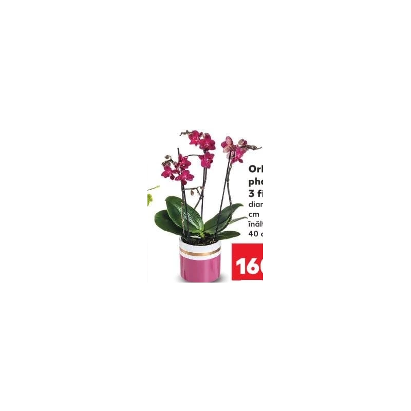 Orhidee Phalaenopsis, 3 fire