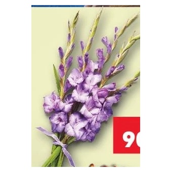 Buchet gladiole 5 fire