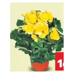 Begonia în ghiveci
