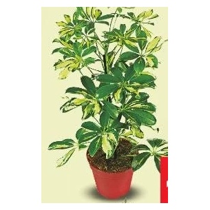 Schefflera în ghiveci