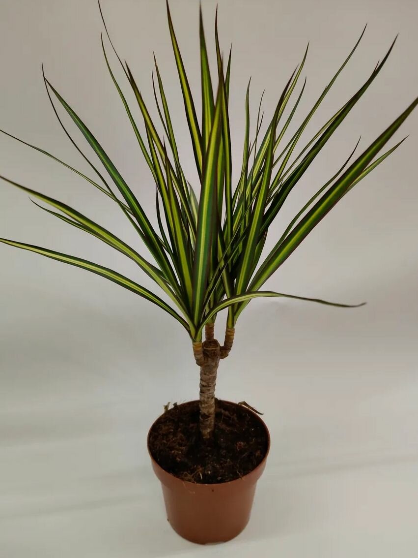 Dracaena marginata