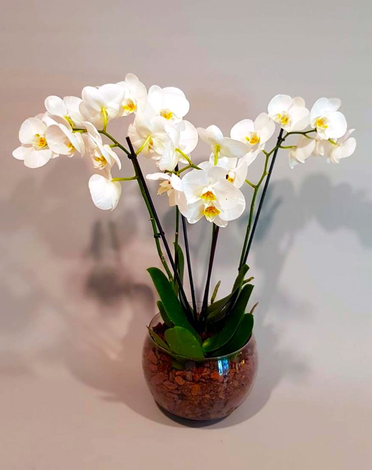 Orhidee Phalaenopsis