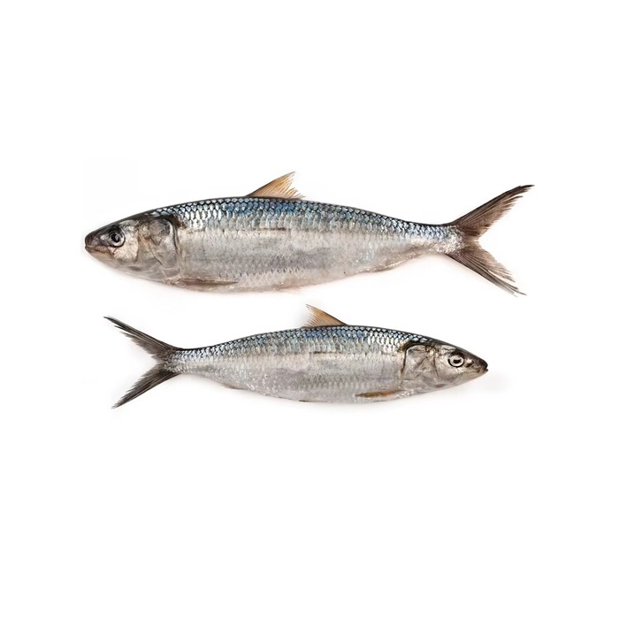 Ocean Fish sardină mediteraneană congelată 1 kg