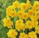 Цибулини: нарцис преміум мікс, в асортименті; за наявності, кількість обмежена; не більше 6 од. товару в чеку