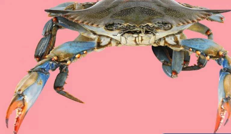 Crab albastru, Italia; cu card METRO, doar în magazin, în limita stocului